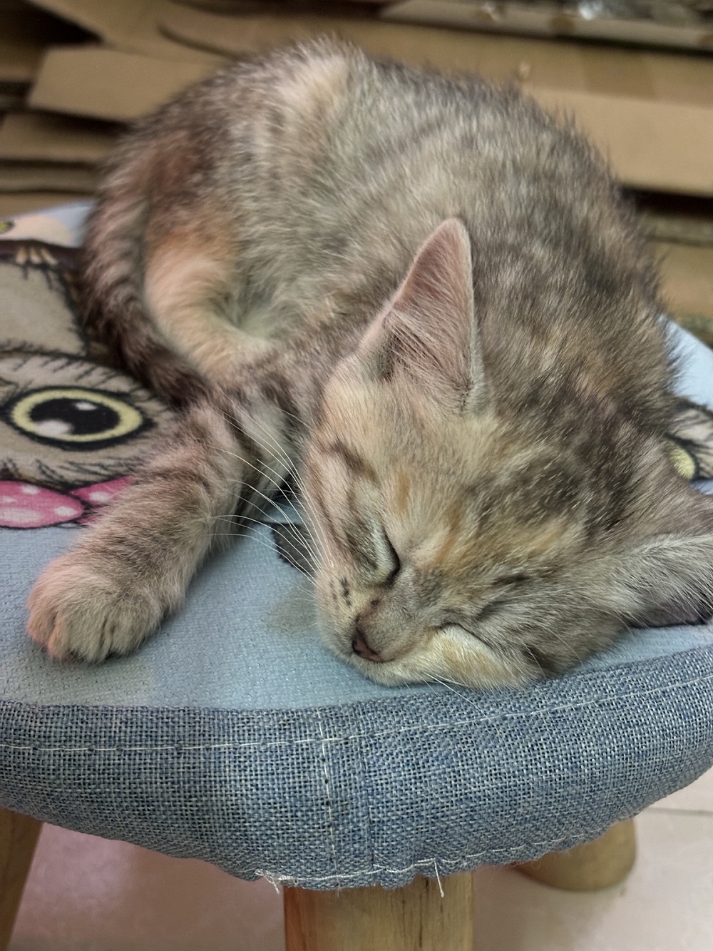 猫咪在椅子上睡着了