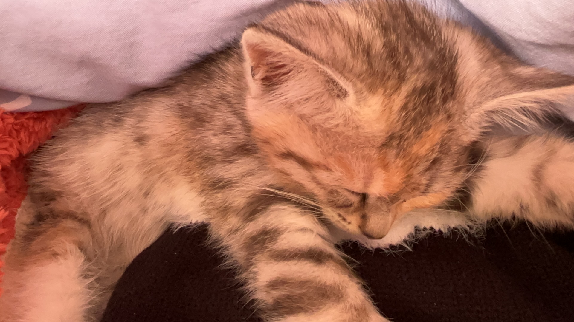 小猫趴在我胸口睡觉
